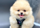 Gülen yüz pomeranian Boo